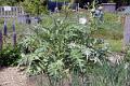 35. Church Allotments